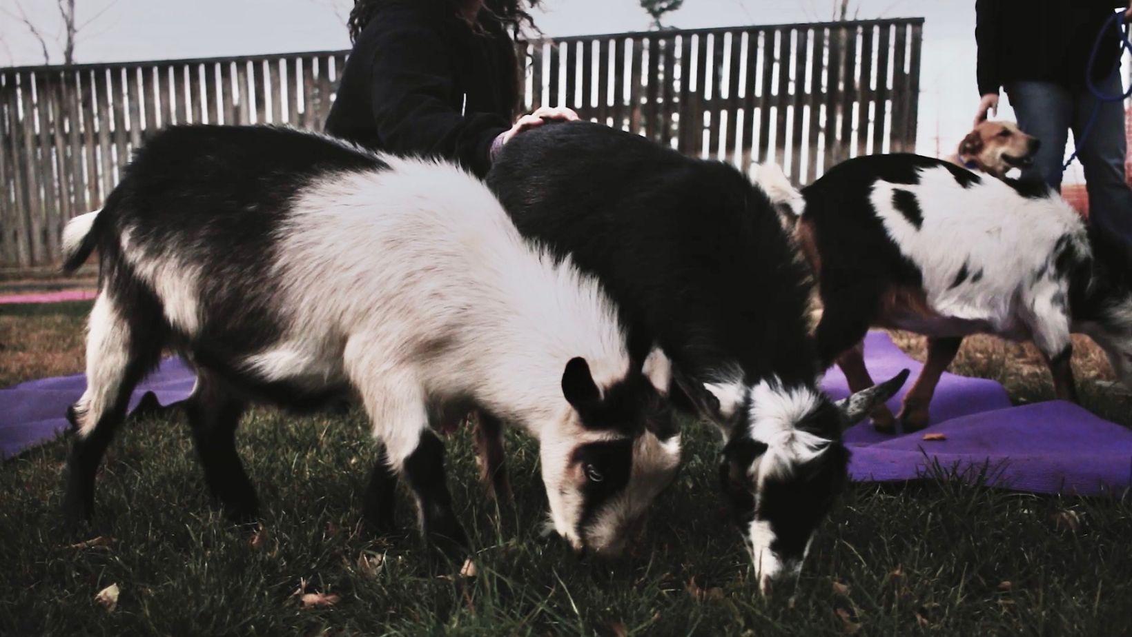 Goat Yoga August 24