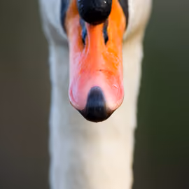 Beak Talk Nature Walk