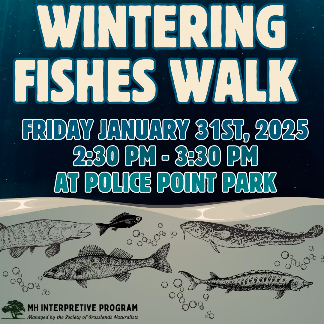 Wintering Fishes!