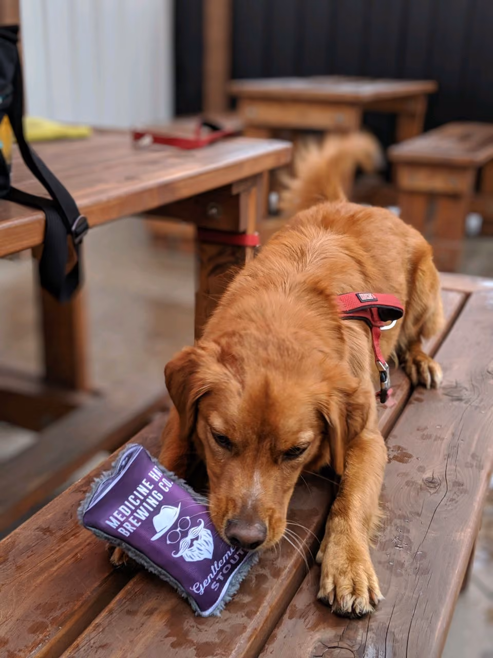 A Local's Dog-Friendly Guide to Medicine Hat
