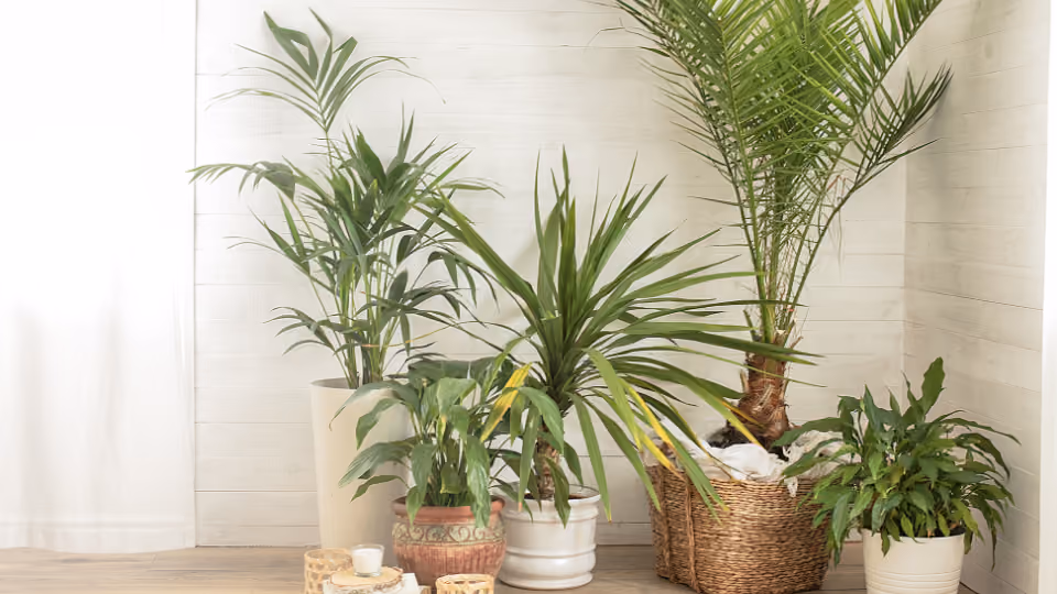 Plant Exchange