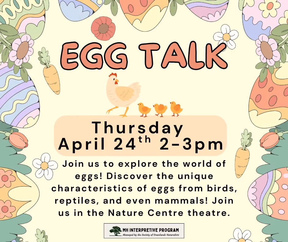 Egg Talk