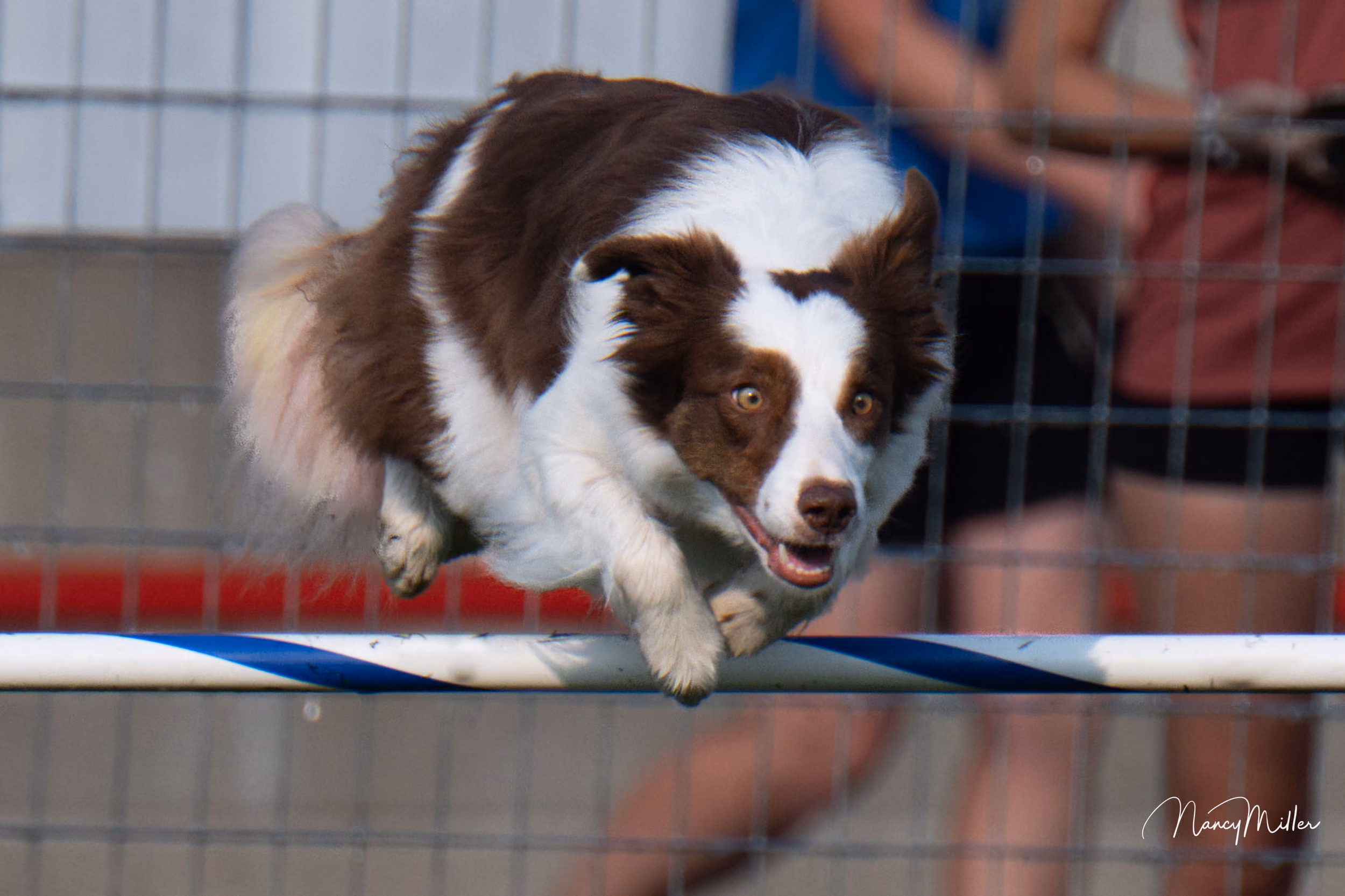 Flashing Canines Agility Club