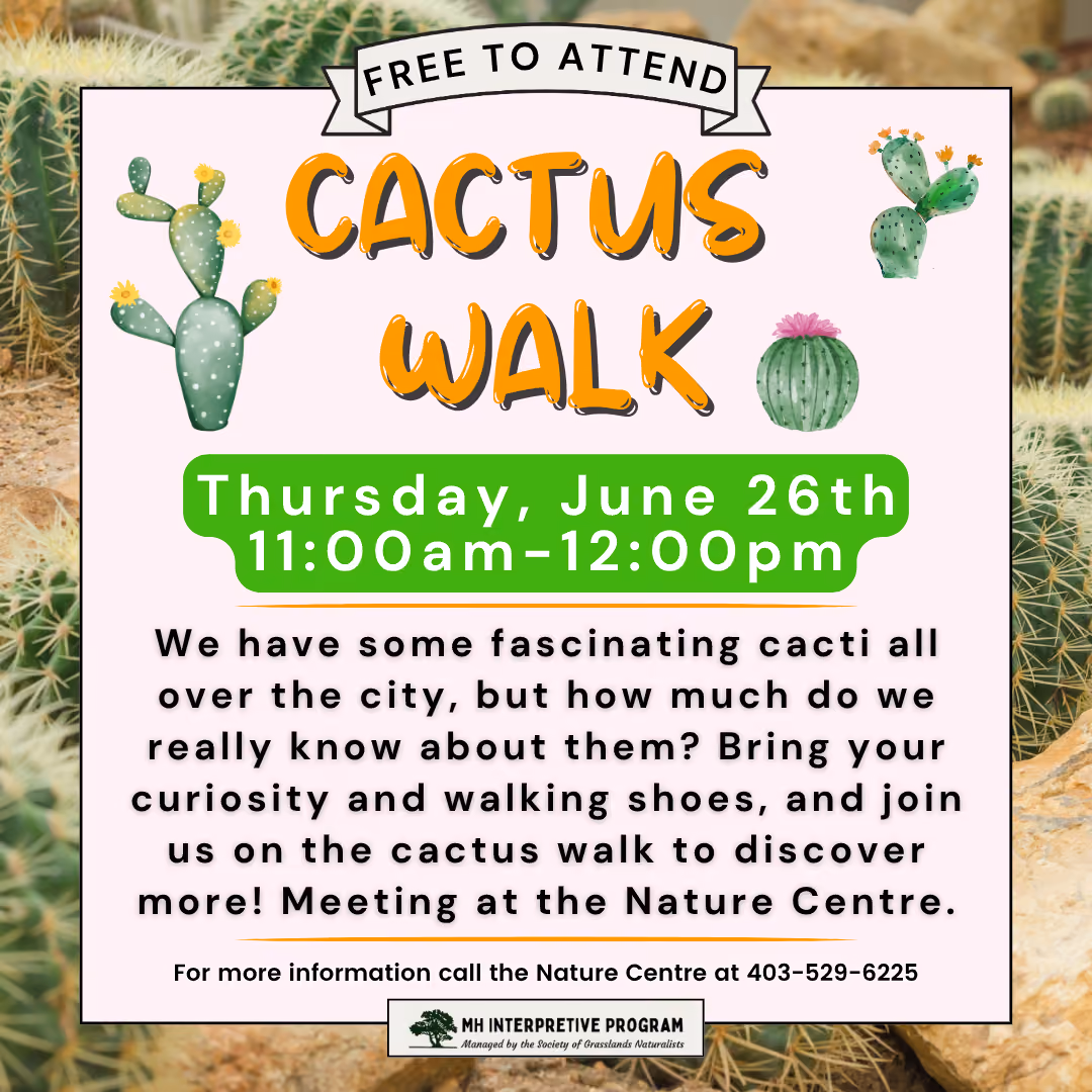 Cactus Walk