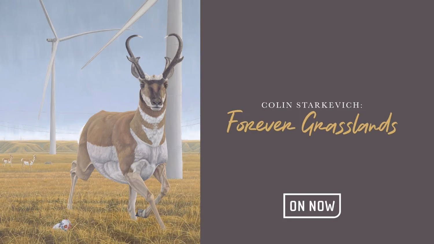 Colin Starkevich: Forever Grasslands