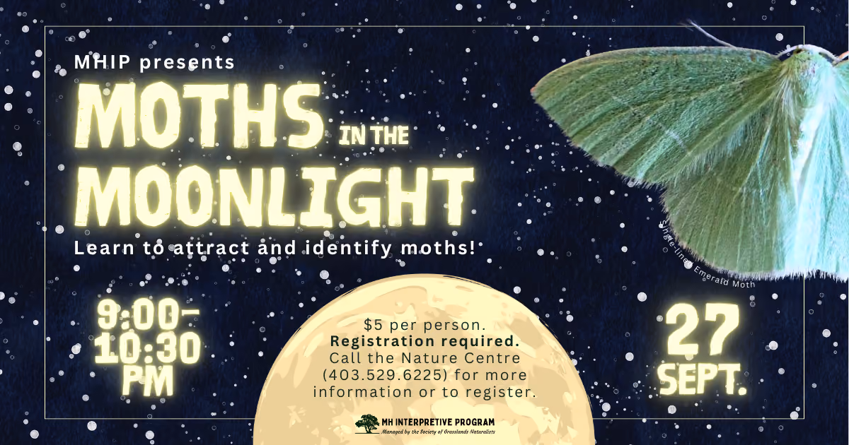 Moths in the Moonlight