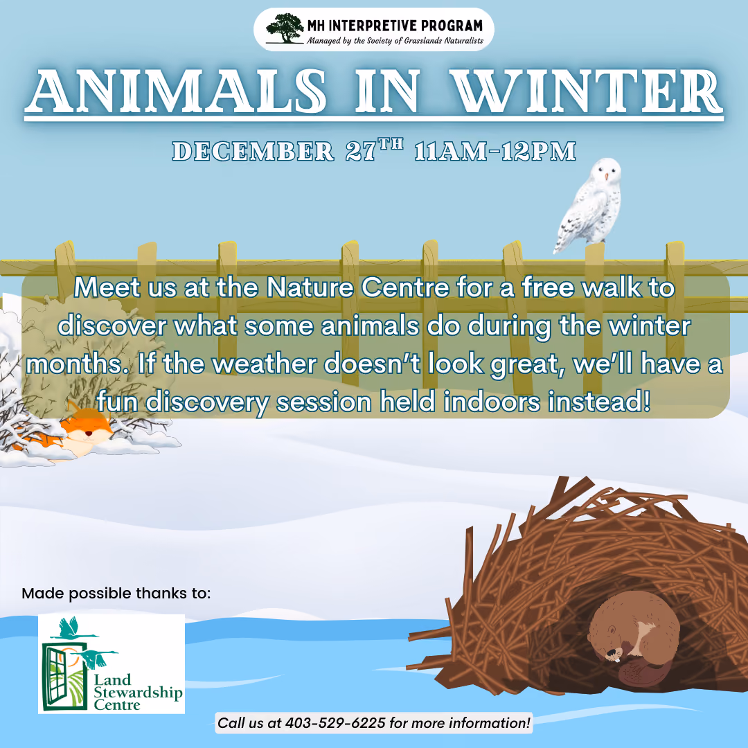 Animals In Winter