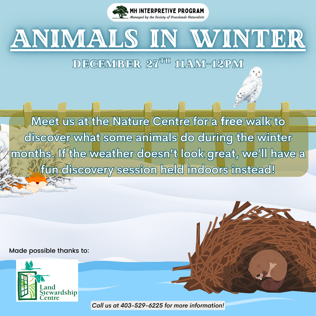 Animals In Winter