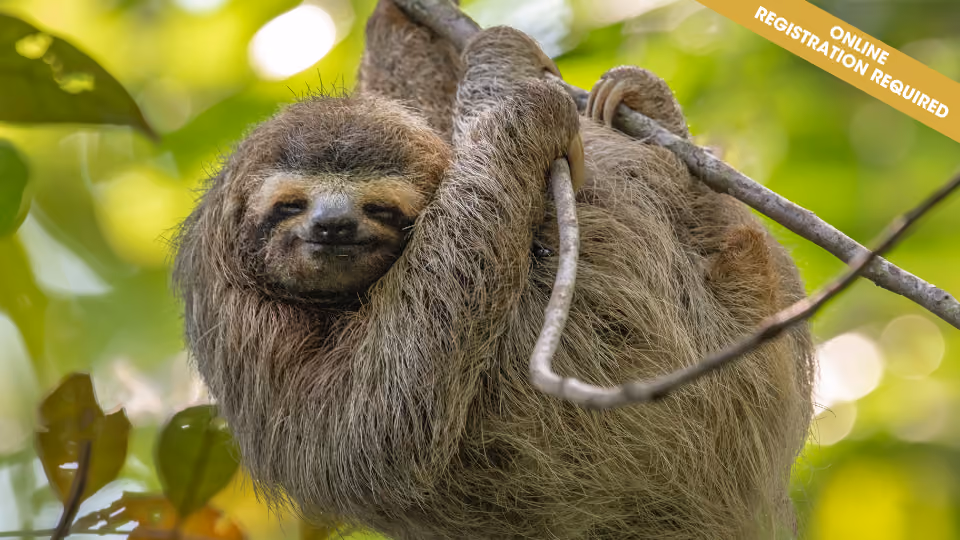 Sloth Storycraft (ages 4-6)