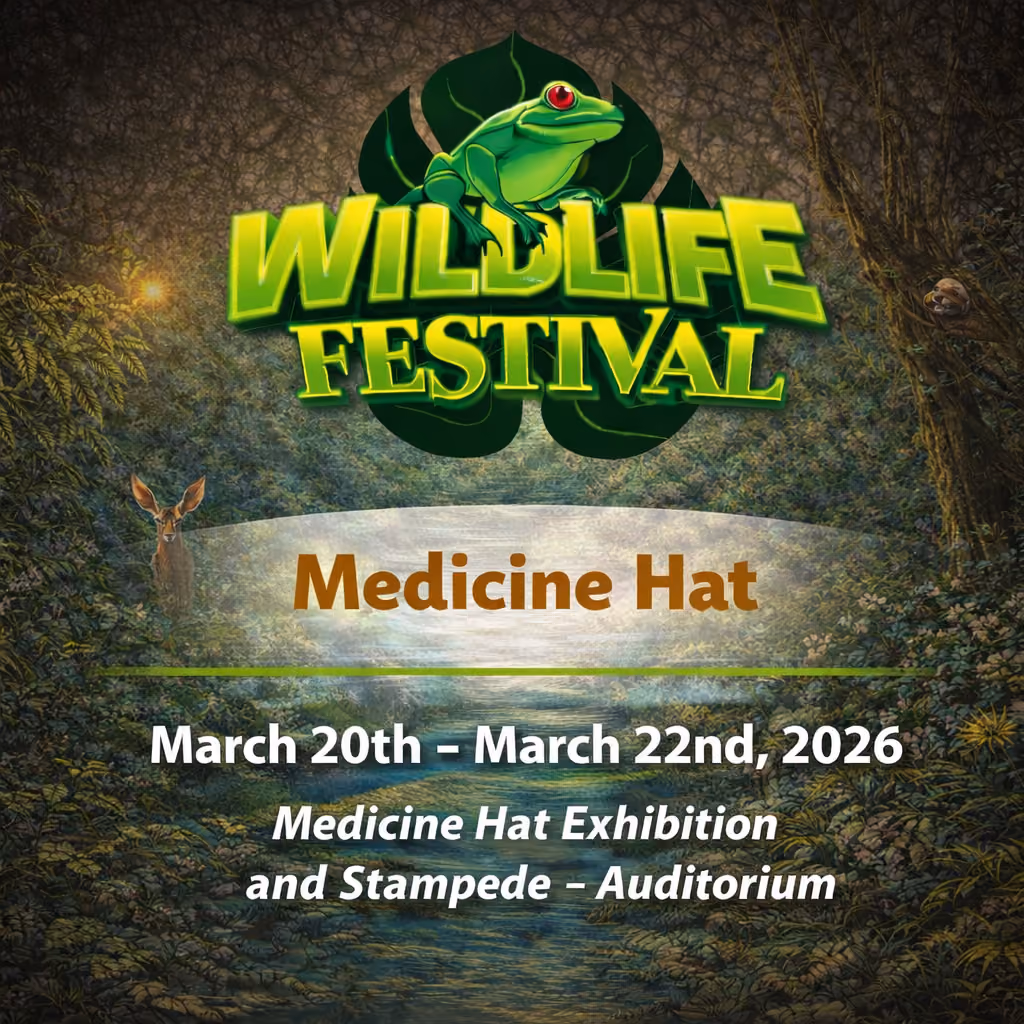 Wildlife Festival