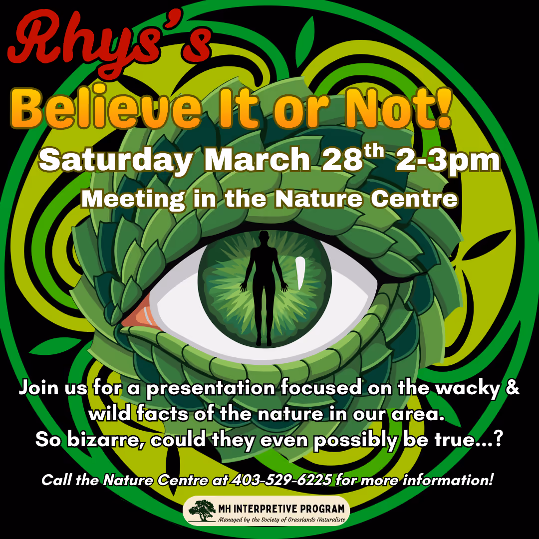 Rhys's Believe It or Not!