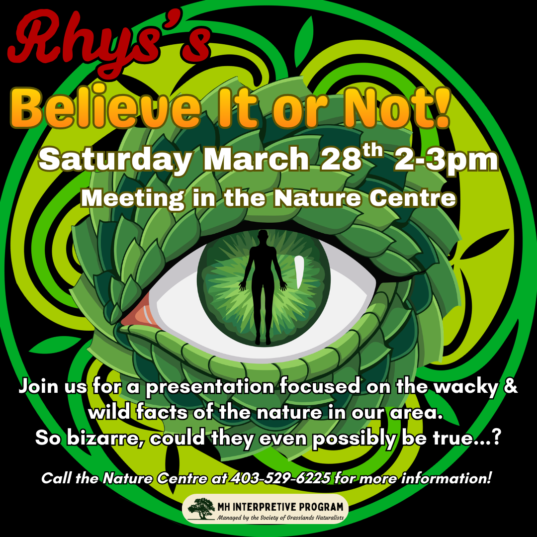 Rhys's Believe It or Not!