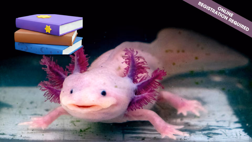 Axolotl Storycraft (ages 4-6)