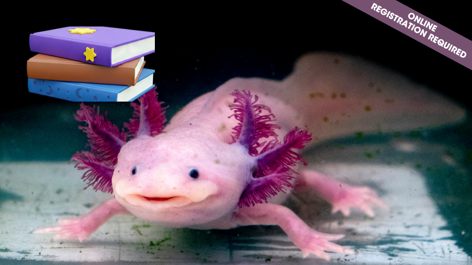 Axolotl Storycraft (ages 4-6)