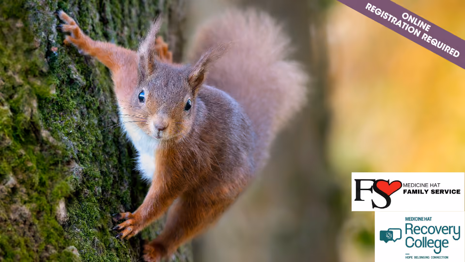 Squirrel Mode: Adulting with ADHD