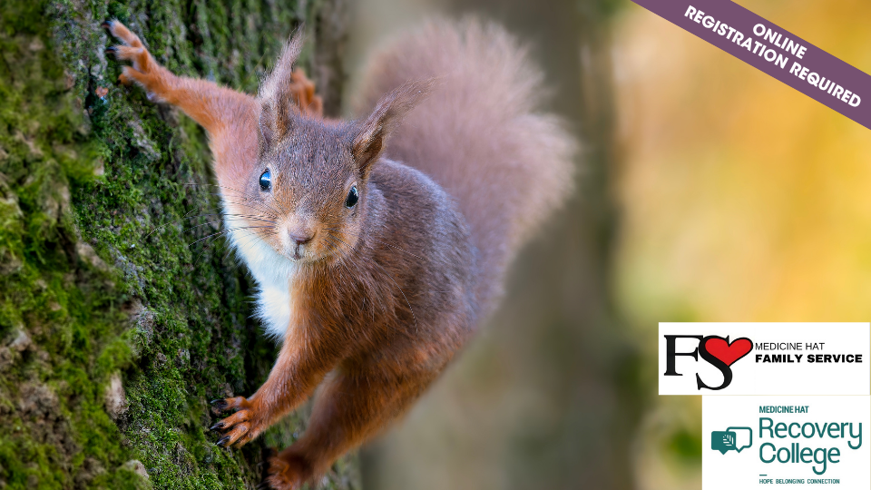 Squirrel Mode: Adulting with ADHD