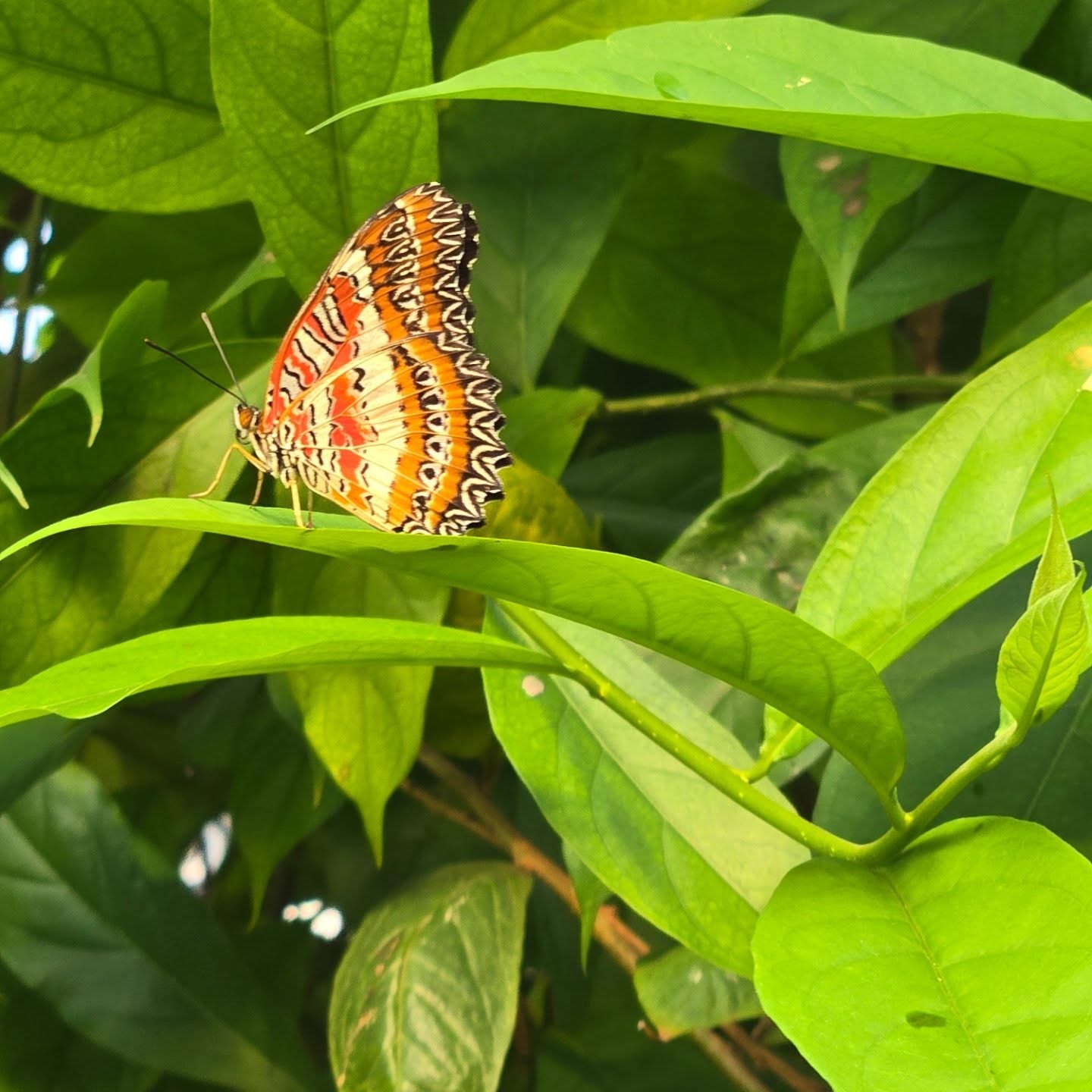 John's Butterfly House at Windmill Garden Centre