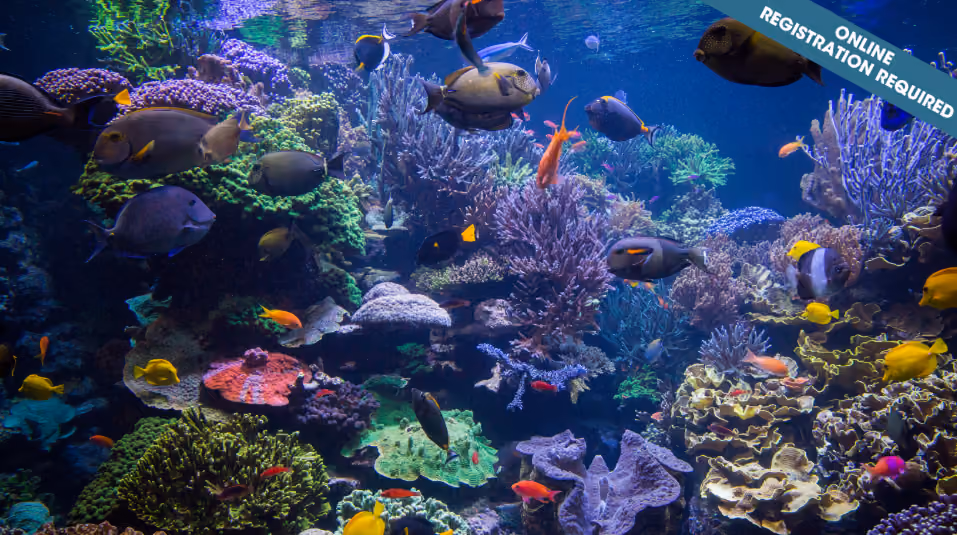 Ocean Art (ages 7-9)