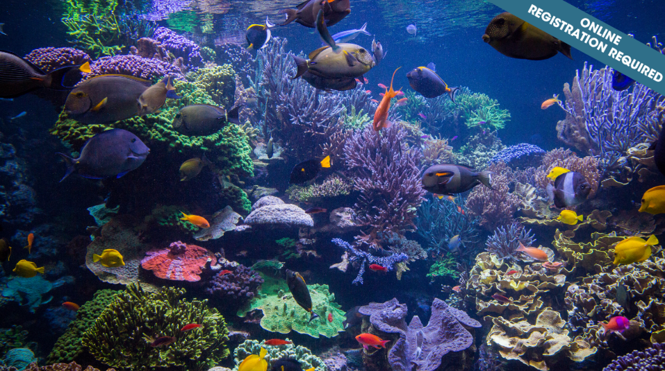 Ocean Art (ages 7-9)