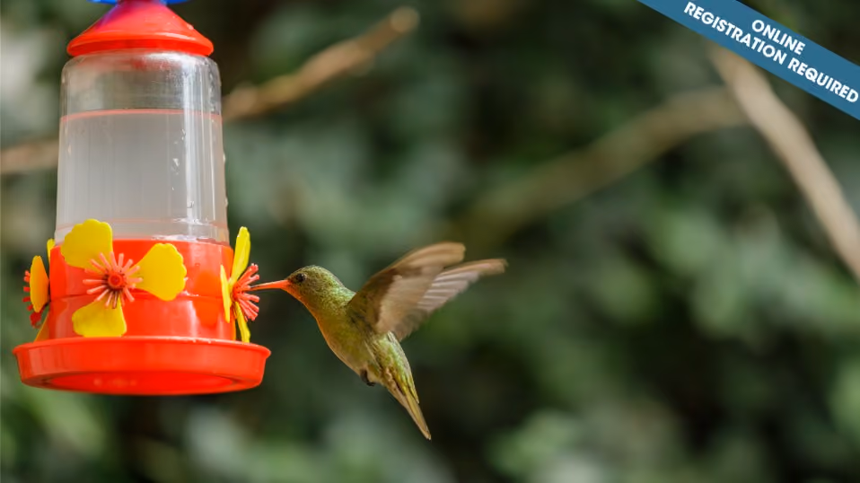 Build Your Own Birdfeeders (ages 10-12)