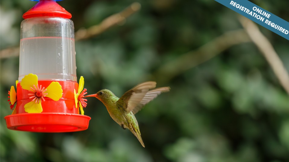Build Your Own Birdfeeders (ages 10-12)
