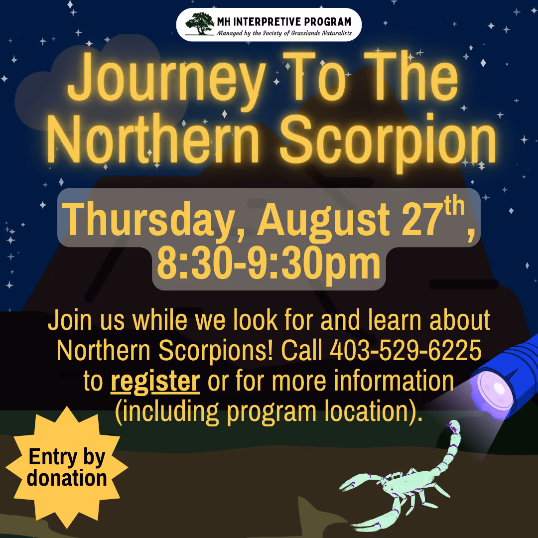 Journey To The Northern Scorpion