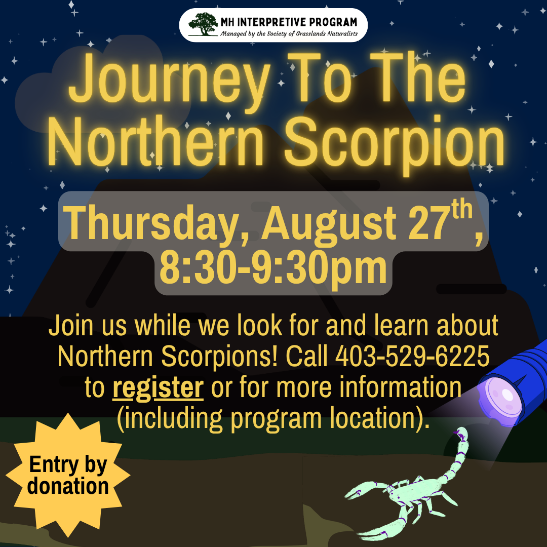 Journey To The Northern Scorpion