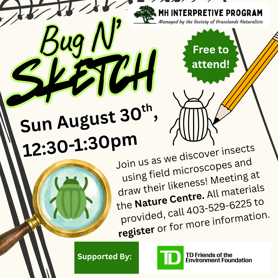 Bug N' Sketch