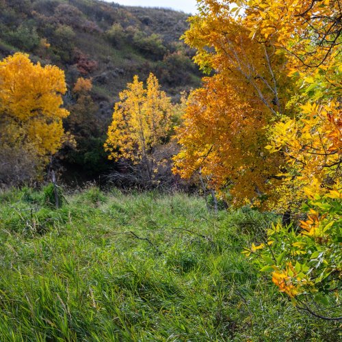 Fall Colours on the Sunshine Trolley