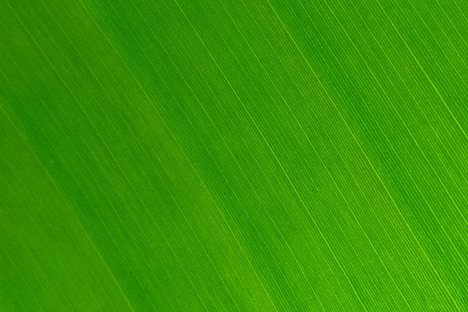 Harmony massage header
