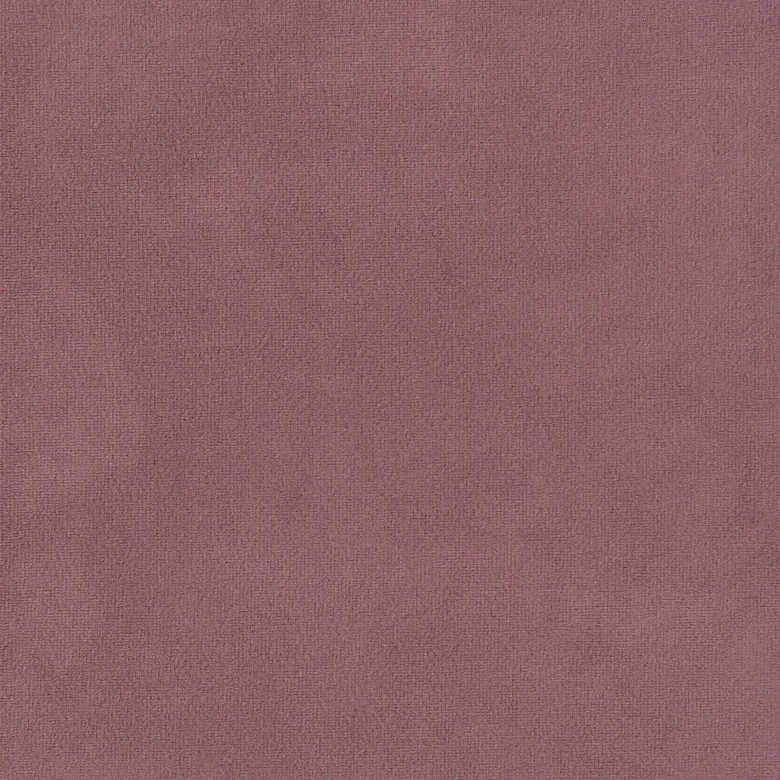magical - rose - 8103369-01