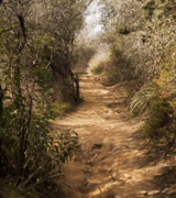 A dirt path lined on both sides by forest.