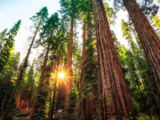 Redwood trees towering above against a sunny sky