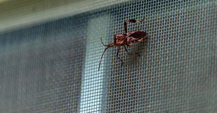 Brown bug on window screen