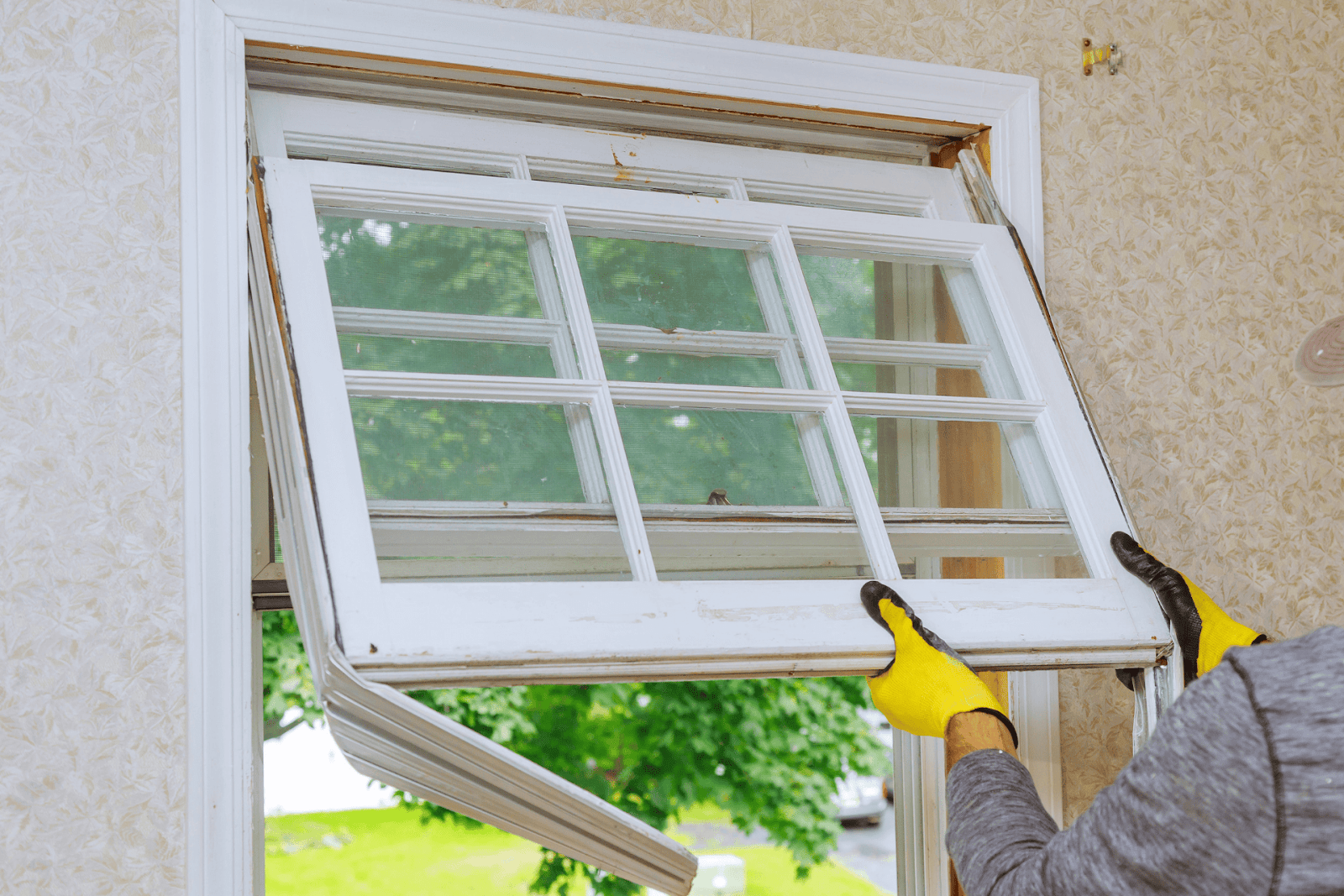 Worker removing an old wooden window frame with glass panes