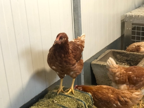 Chickenwagon Poulet à l'intérieur du mobile de Wijkamp Farming Solutions