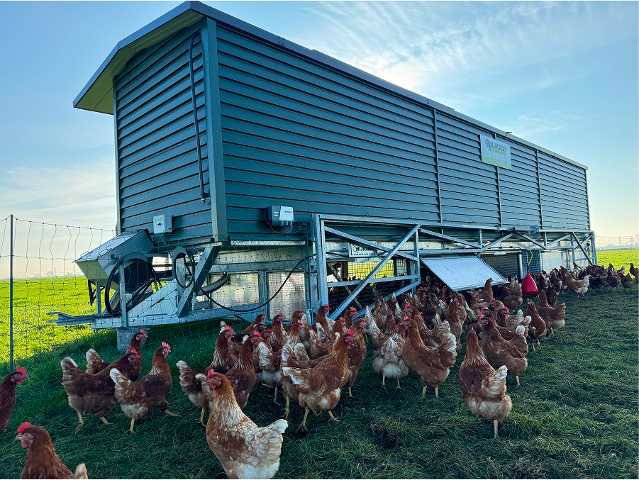 Chickenwagon 375