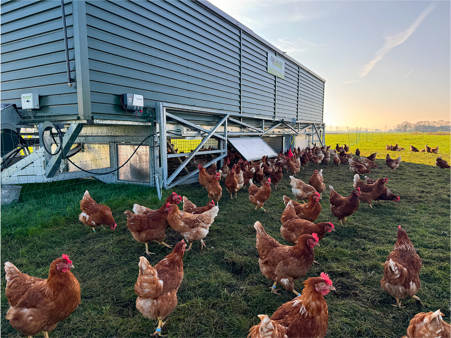 Chickenwagon 375