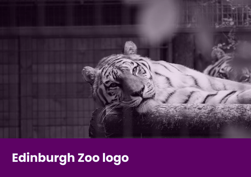 An image with the title "Edinburgh Zoo logo" and a tiger lying down, looking at the camera