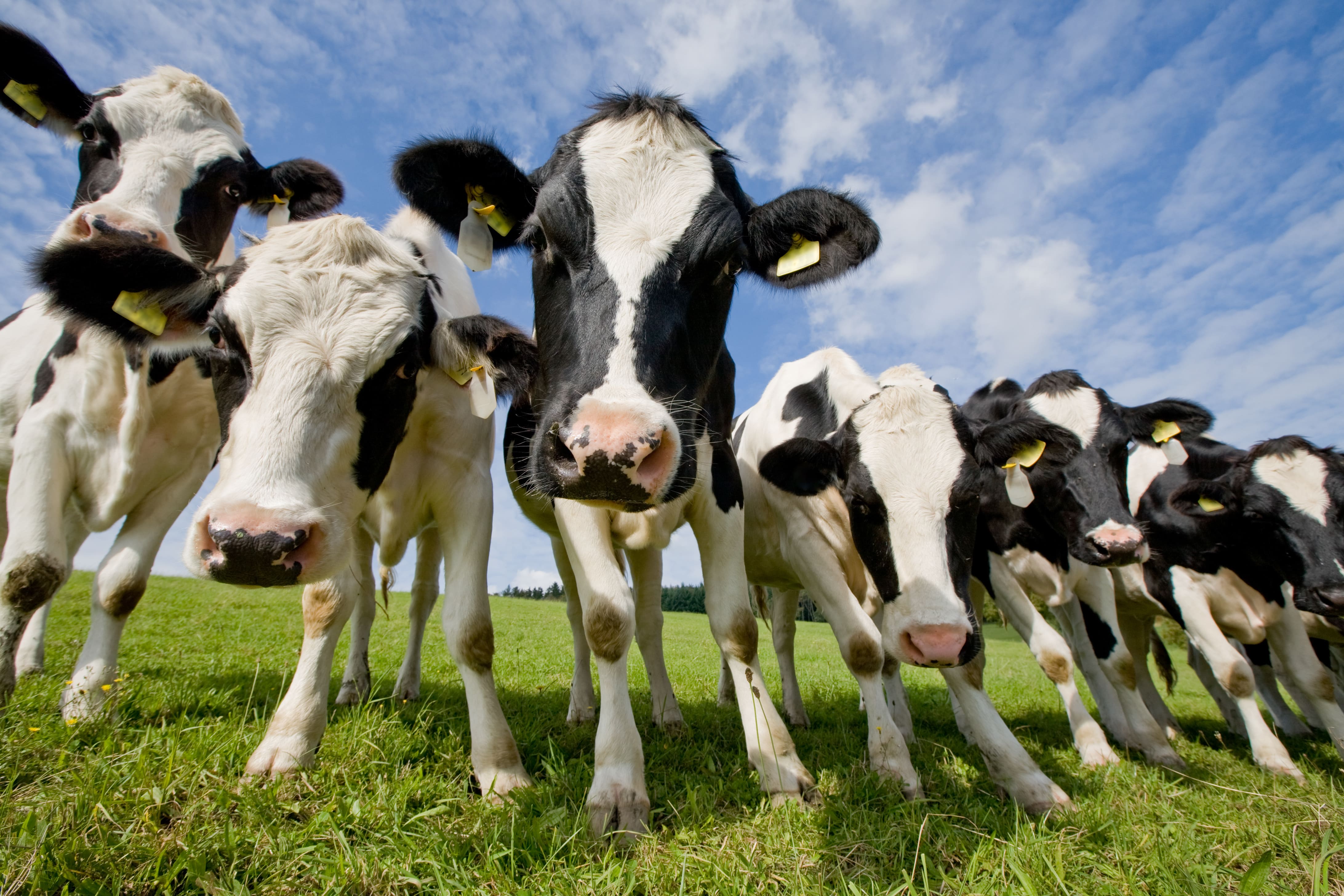 Holstein dairy cows standing in green pasture under blue sky