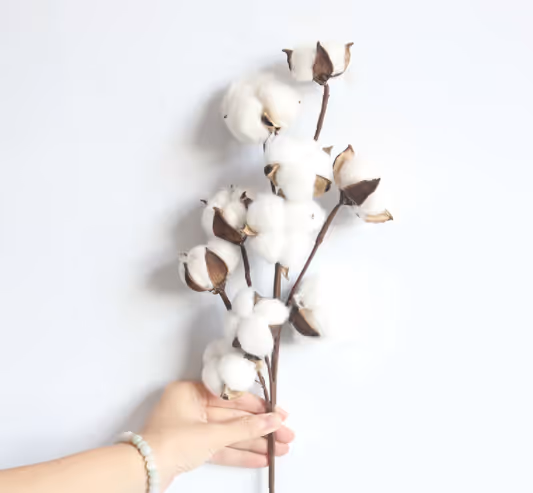 Cotton flowers