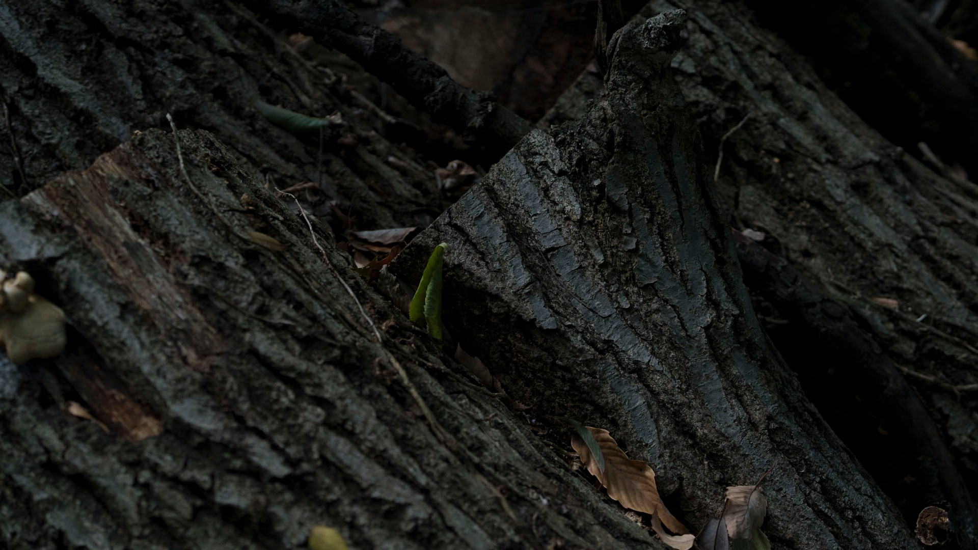 soca—scent of the calm—is a brand rooted in Japan, a land shaped by the ever–changing expressions of its four seasons. Inspired by fragrances from native plants and the gifts of nature unique to each place, soca captures scent as something gently received from the natural world. Rather than asserting itself strongly, each fragrance quietly exists—calmly present and softly enveloping a space. The brand is also deeply connected to Japanese craftsmanship, collaborating with small workshops and skilled artisans instead of mass production to preserve the beauty of handwork while creating thoughtful new pieces.