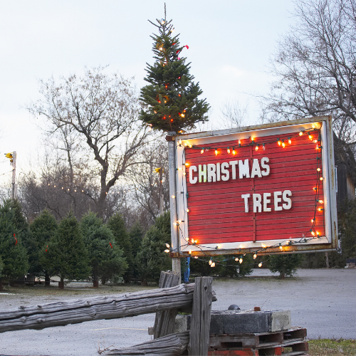Scout Troop 167 Annual Christmas Tree and Wreath Sale