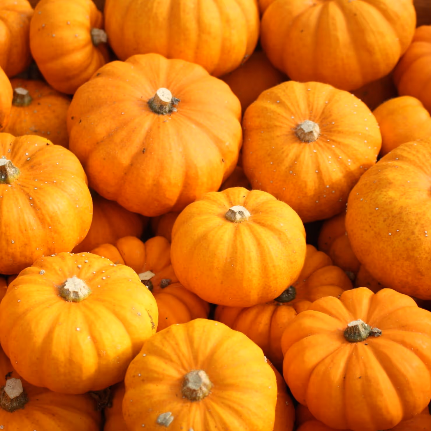 photo courge jack by little