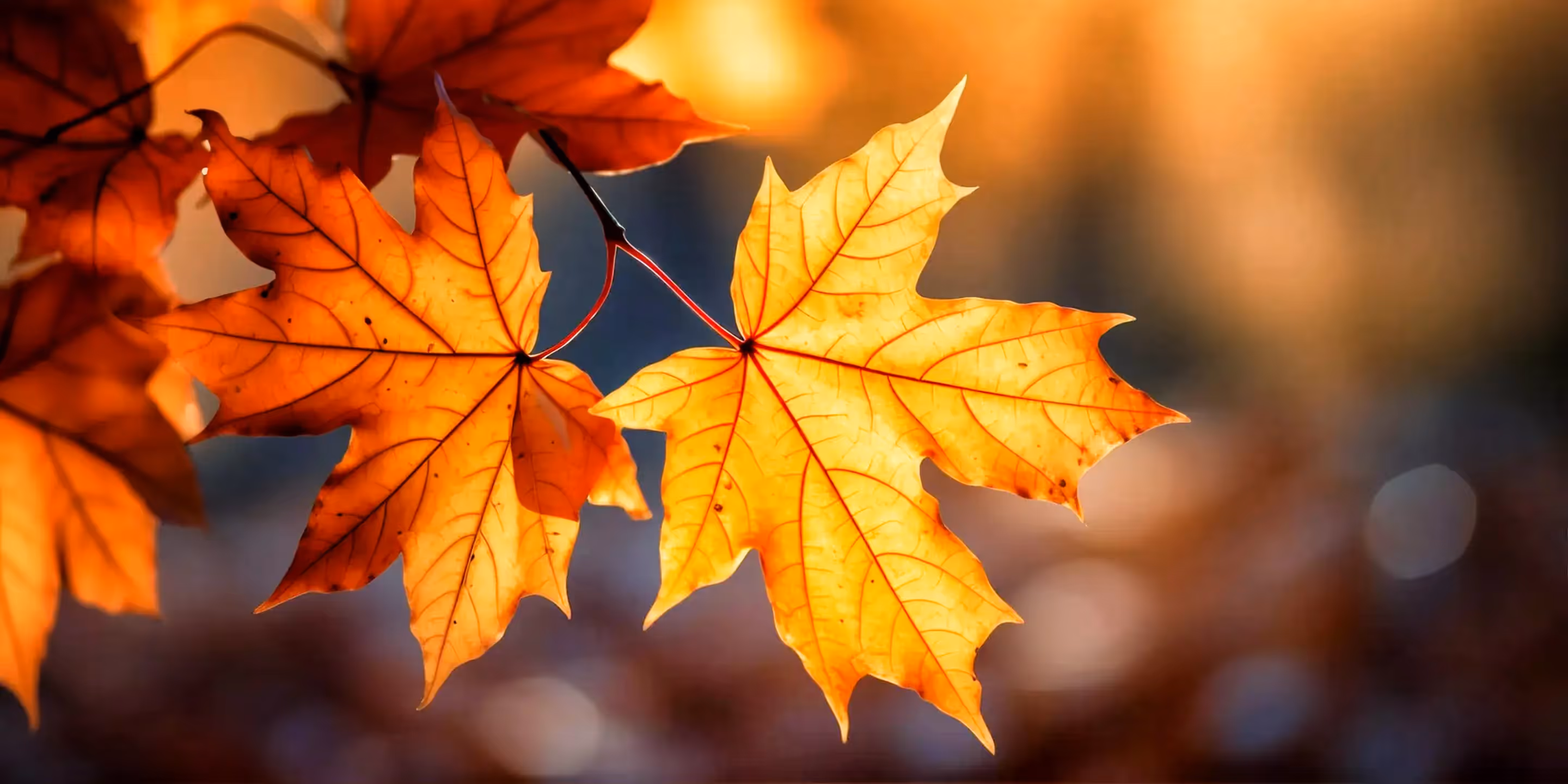 Residential and Commercial Roofing Projects