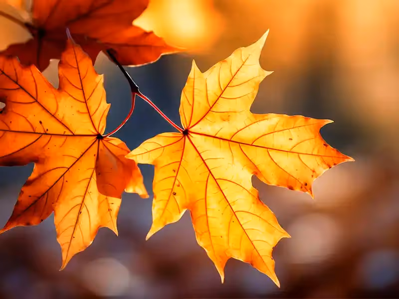 Residential and Commercial Roofing