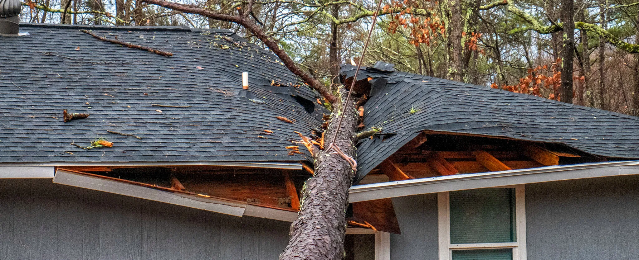 A large tree can cause significant damage to your roof.