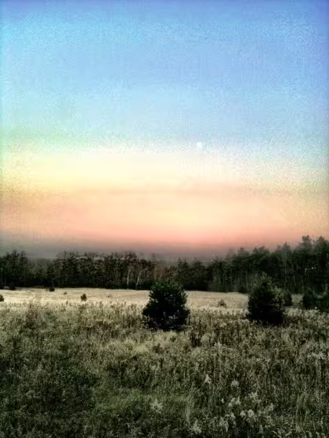 A photo of a field at sunset or sunrise, with wildflowers in the foreground and an orange sky towards the horizon, fading up to deep blue higher.