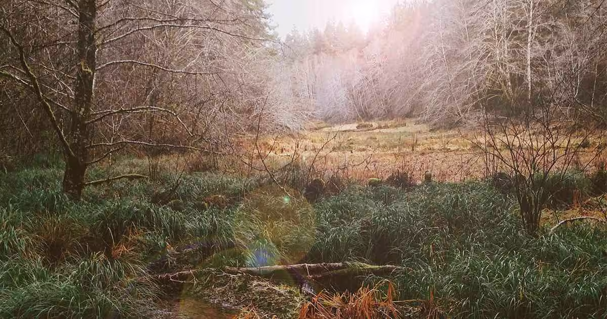 A photo of a field at sunset or sunrise, with wildflowers in the foreground and an orange sky towards the horizon, fading up to deep blue higher.