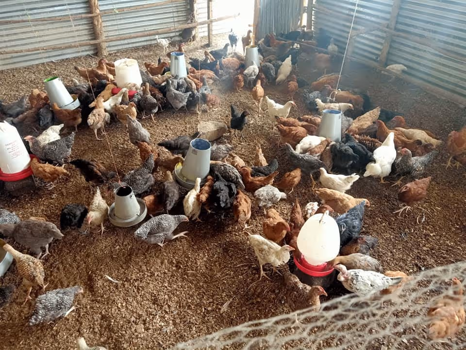 Agriculture and Livestock - Seje - Kenya